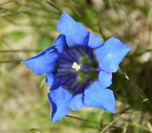 Close-up of purple flowers blooming