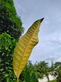 Low angle view of plant against sky