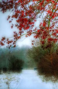 Trees in forest during winter