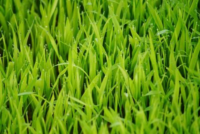 Full frame shot of wheat field