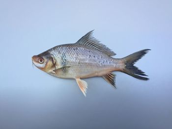 Close-up studio shot of a fish