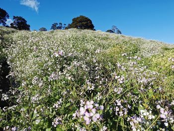 Low angle view of flowering plants on field against sky