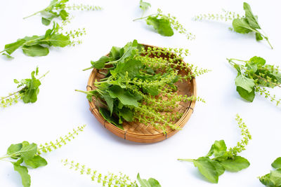 High angle view of green leaves on table