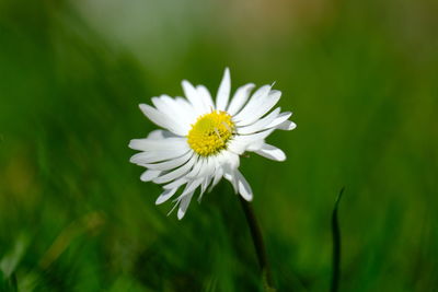 Close up of daisy with green background