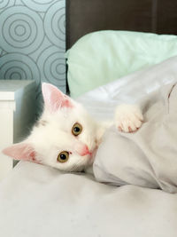 Portrait of cat lying on bed at home