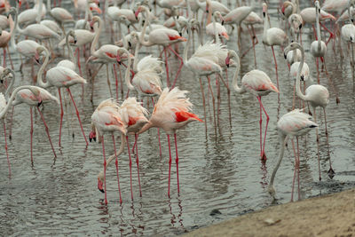 Flamingoes in ras al khor wildlife sanctuary, ramsar site, flamingo hide2, dubai, uae