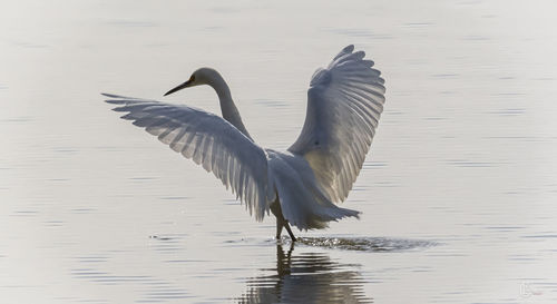 Birds flying over lake