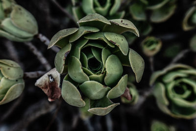 Close-up of succulent plant