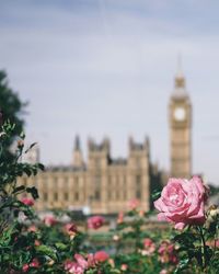 Close-up of flowers against built structure