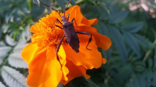 Close-up of insect on orange flower