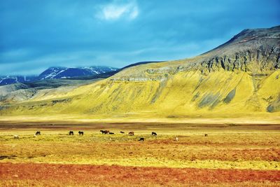 Icelandic horses in autumn fields in iceland