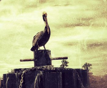 Bird perching on wall