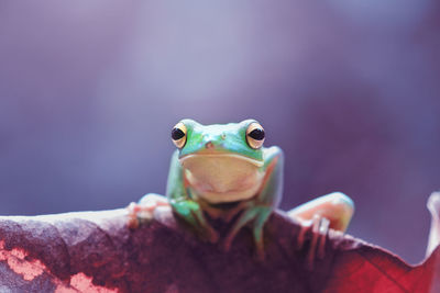 Close-up portrait of lizard