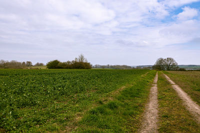 Scenic view of agricultural field against sky