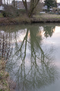 Scenic view of lake in forest