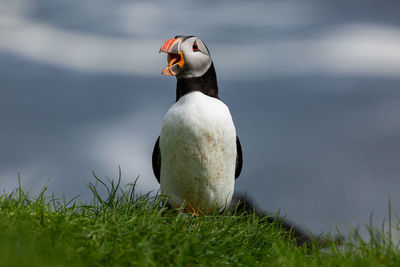 Bird on a field