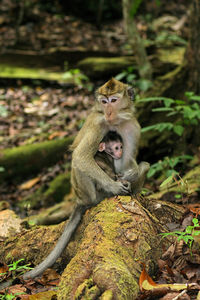 Portrait of monkey sitting on rock in forest