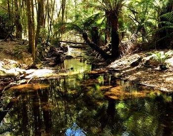 Scenic view of lake in forest