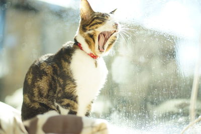 Big yawing old tabby cat