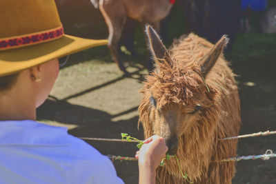 Young tourist takes selfies of alpacas and llamas on the farm. feeding alpacas. farm life concept.