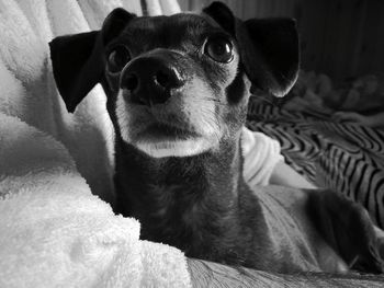 Close-up portrait of dog on bed at home