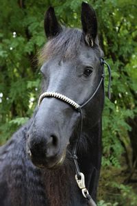 Close-up of horse