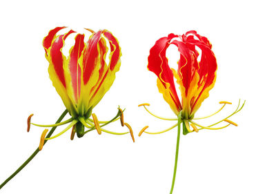 Close-up of red rose against white background