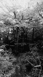 Trees in forest against sky