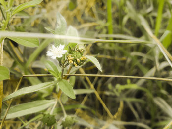 Close-up of flowering plant on land