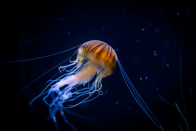 Close-up of jellyfish swimming in sea