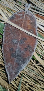 Close-up of dry leaves on wood