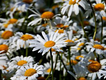 Close-up of white daisy flowers