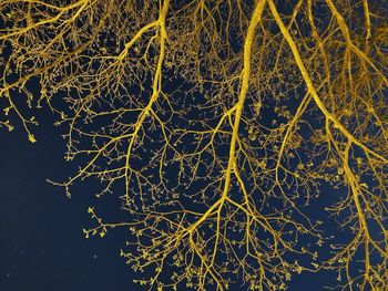 Full frame shot of illuminated tree at night