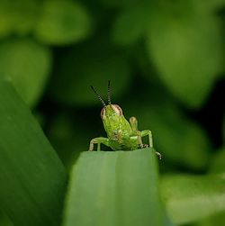 Close-up of insect on leaf