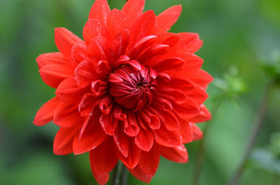 Close-up of red dahlia