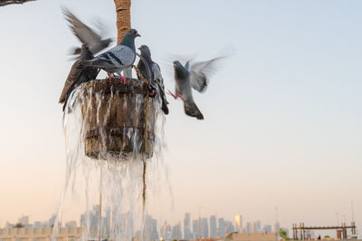 View of a bird against sky