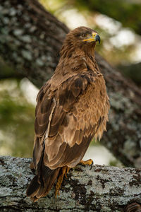 Steppe eagle perched on branch stretches neck