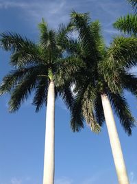 Low angle view of tree against blue sky