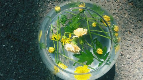 High angle view of yellow flowers