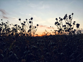 Plants growing on field against sky during sunset