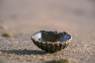 Close-up of crab on sand