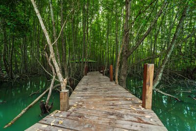 Wooden footbridge amidst trees in forest