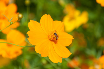 Close-up of bee pollinating on yellow daisy