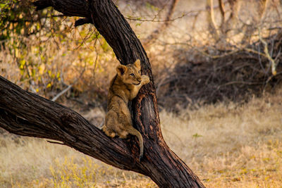 Future king of gir national park - lion cub - male
