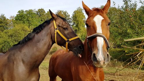 Horses in the field