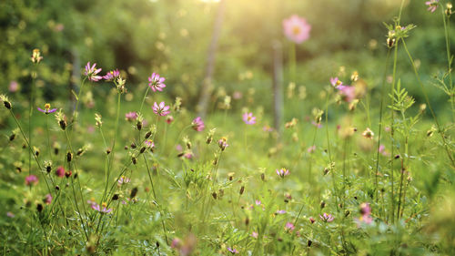 Close-up of flowers blooming in field