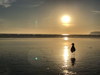 Silhouette of seagulls on beach during sunset