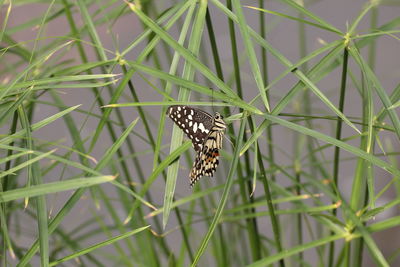 Butterfly perching on leaf