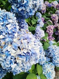 Close-up of purple hydrangea flowers