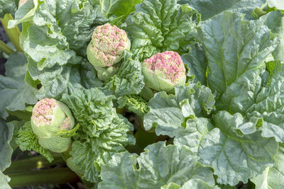 The seed pod of the rhubarb plant is about to bloom. large green leaves with a flower bud